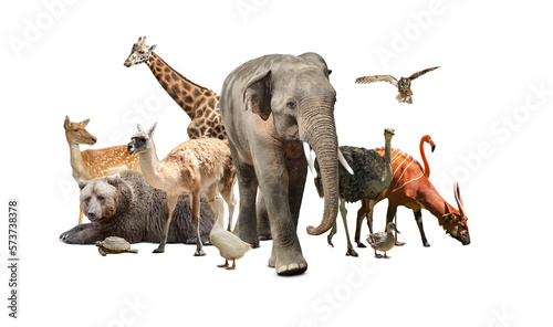 Group of different wild animals on white background, collage