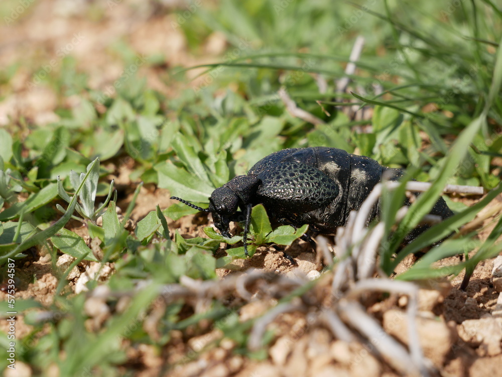 Foto De A Female Of A Large Black Beetle Without Wings On A Sunny