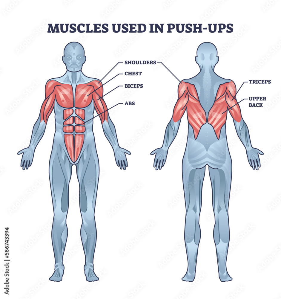 Muscles Used In Push Ups Sport Activity With Anatomical Outline Diagram