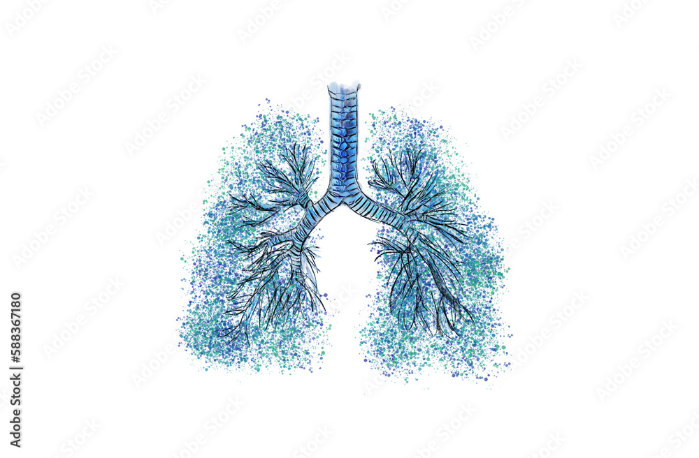 Lungs Respiratory Bronchial Tree Multiple Branched Trachea Bronchi And