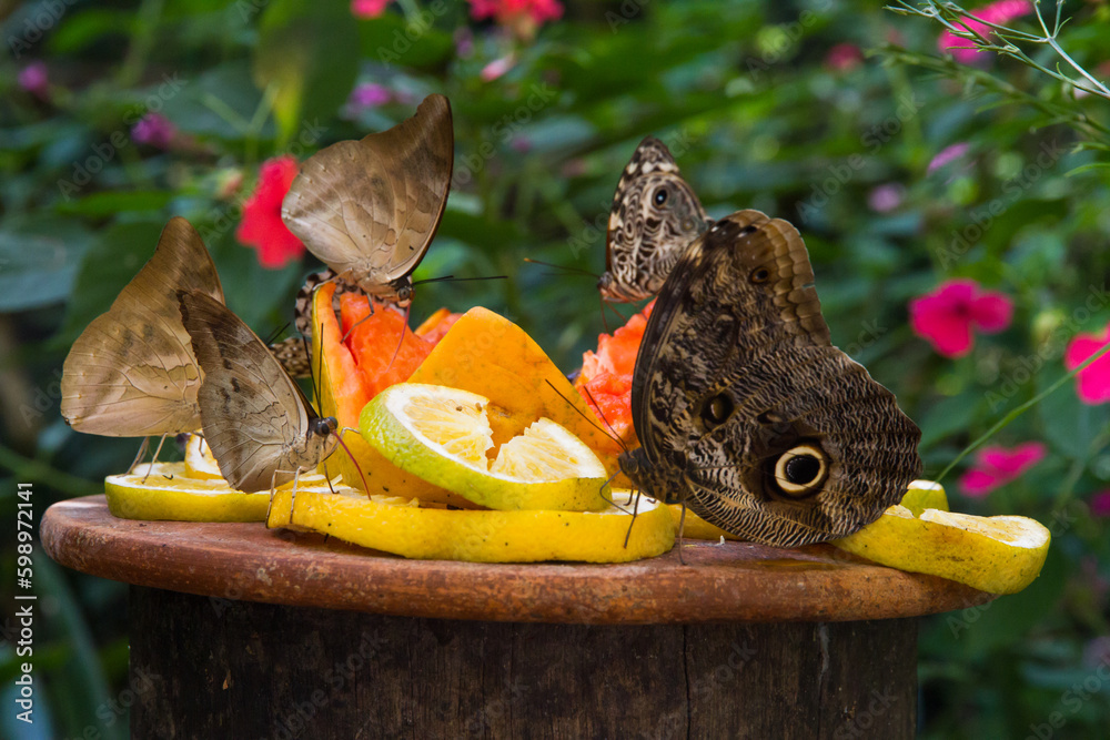 Mariposas De Colores Comiendo Frutas Todas Juntas Sobre Un Tronco Al