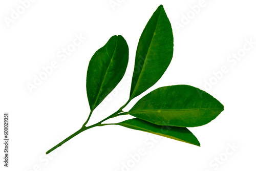 A sprig of orange leaves, green lime leaf isolated on white background