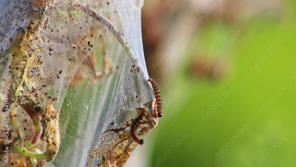 Many Spinning Moth Caterpillars As Canker Worms In Silky Cocoon Infest