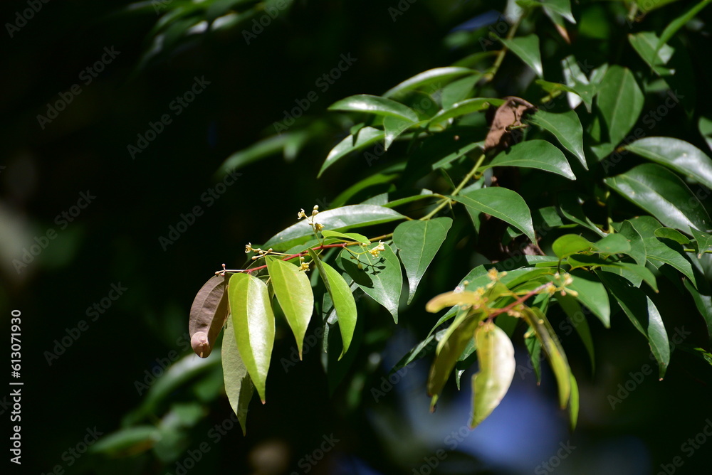 Leaf Of Cinnamomum Verum Also Know As Cinnamomum Zeylanicum