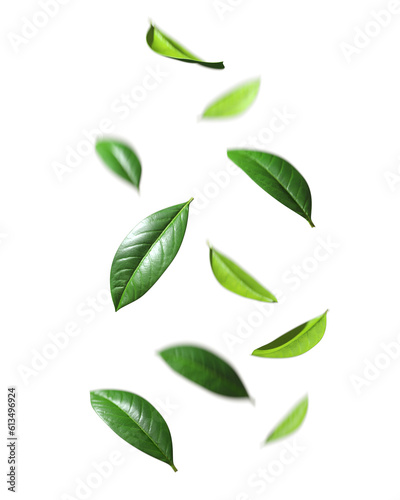 Green leafs falling drop down motion cutout backgrounds 3d rendering png