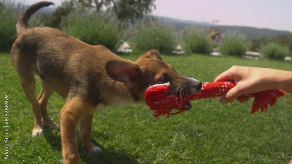 Vidéo Stock POV CLOSE UP A game of tug of war between energetic brown