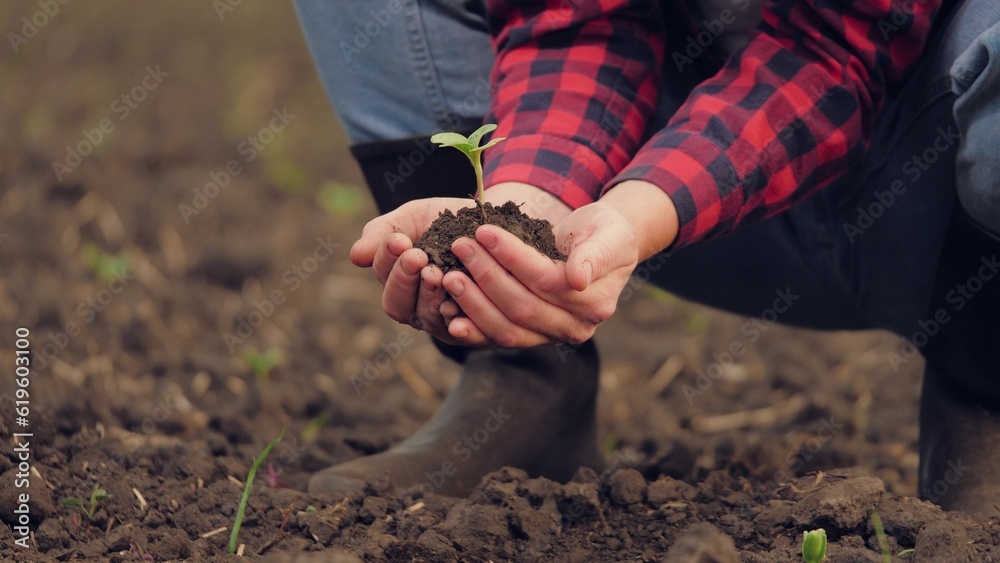 Fotka Hand Sprout Field Farmer Land Soil Seedling Fresh Green Farm