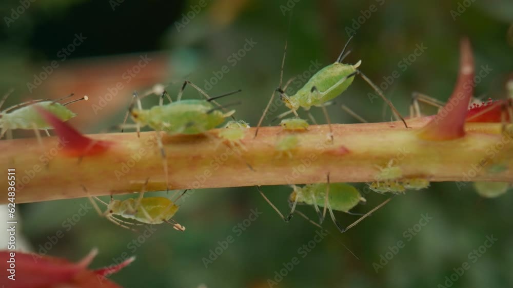 Aphid Infestation Aphids And Beetles Cause Irreparable Harm To The