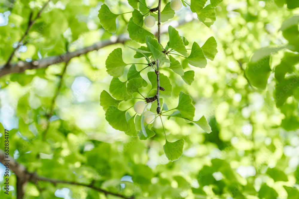 Ginkgo Biloba Commonly Known As Ginkgo Or Gingko Maidenhair Tree Is