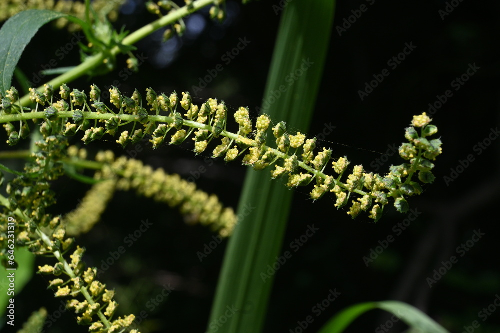 Giant Ragweed Ambrosia Trifida Flowers Asteraceae Annual Wind