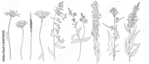 set of field flowers, vector drawing wild plants at white background, monochrome line floral elements, hand drawn botanical illustration
