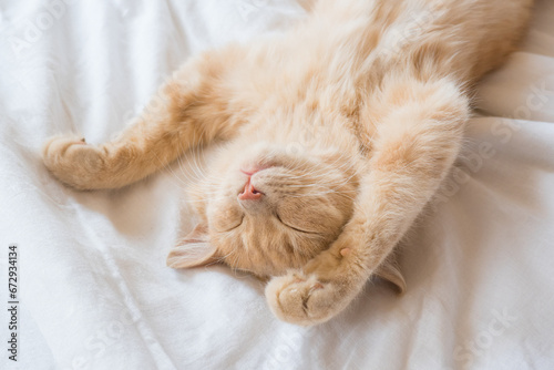 Ginger cat sleeps on his back on a soft white blanket, cozy home and vacation concept, cute red or ginger kitten.