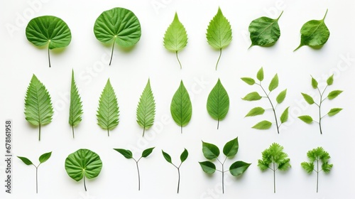 Amazing set of green leaves on white background 