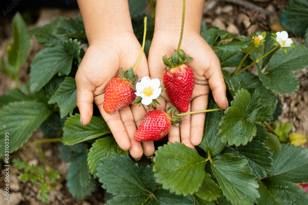 cosecha en el campo de fresas cultivo de colinas en Perú recolección