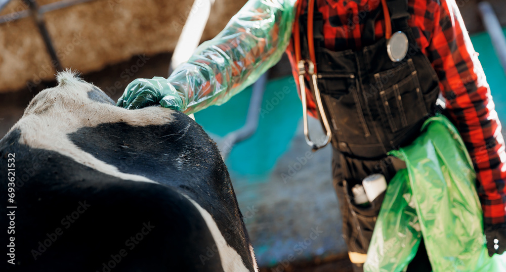 Vet Rectal Examination On Cow Veterinarian Doctor With Stethoscope And