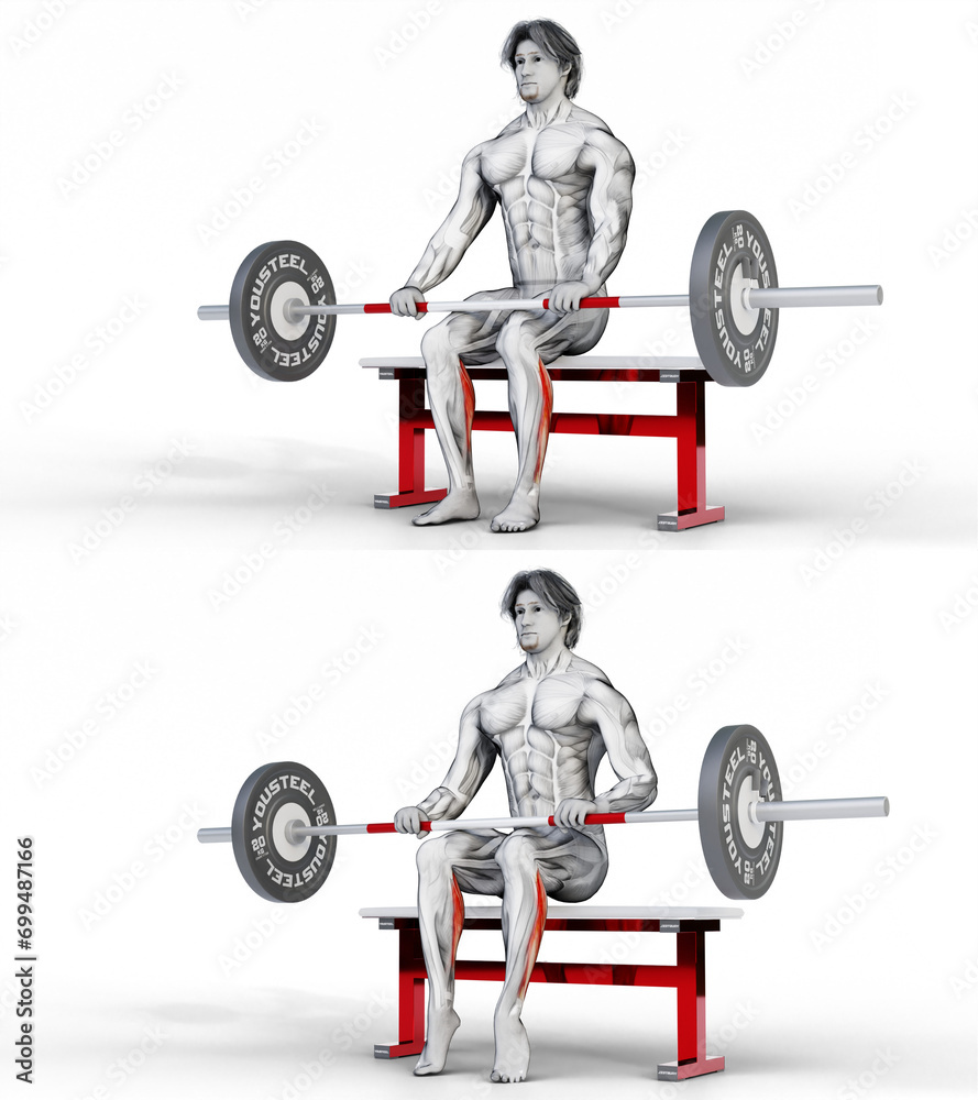 Calves Barbell Seated Calf Raise D Anatomy Of Fitness And