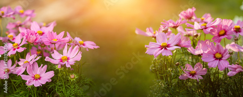 onętek, kwiat kosmos w promieniach zachodzącego słońca w wiejskim ogrodzie latem	