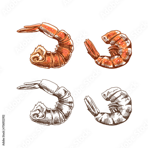 Hand drawn colored and monochrome vector sketch of cooked shrimp. Doodle vintage illustration. Decorations for the menu of cafes and labels. Engraved image.