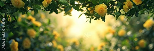  Yellow Flowers Concept Arrival Spring Production, Banner Image For Website, Background, Desktop Wallpaper