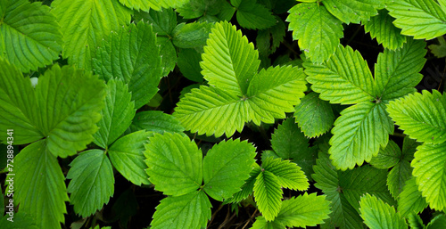 green background with strawberry leaves