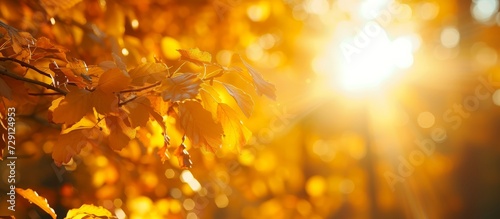 Out-of-focus autumn forest background with blurred yellow tree leaves and sun rays.
