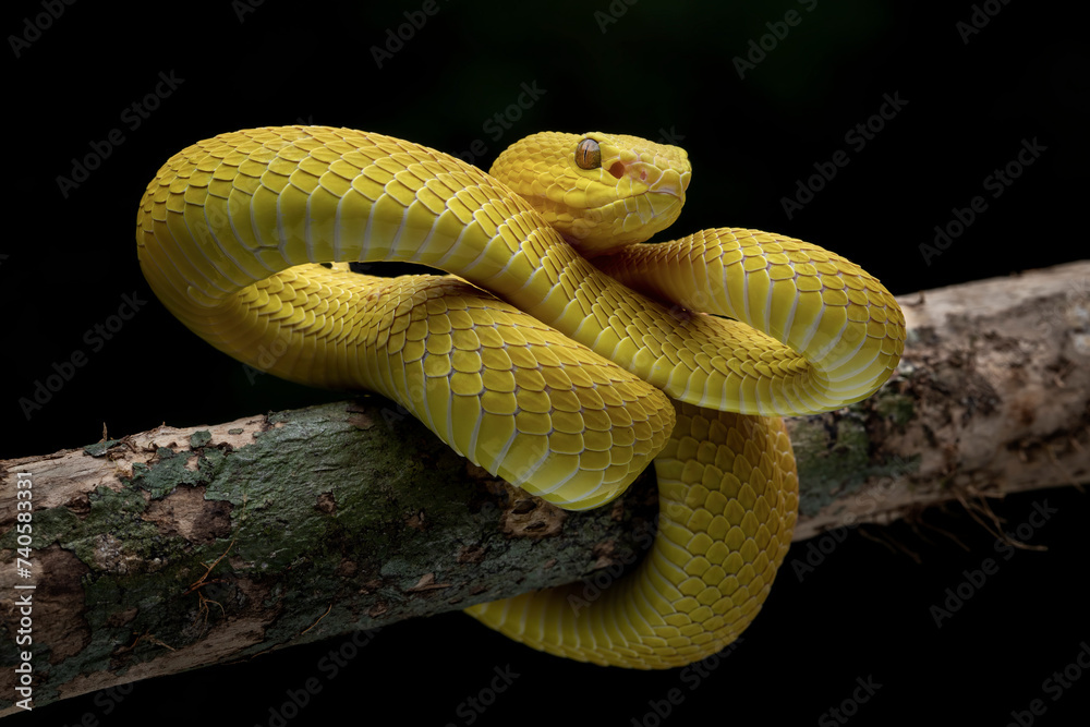 Yellow White Lipped Pit Viper Trimeresurus Insularis Or Indonesian