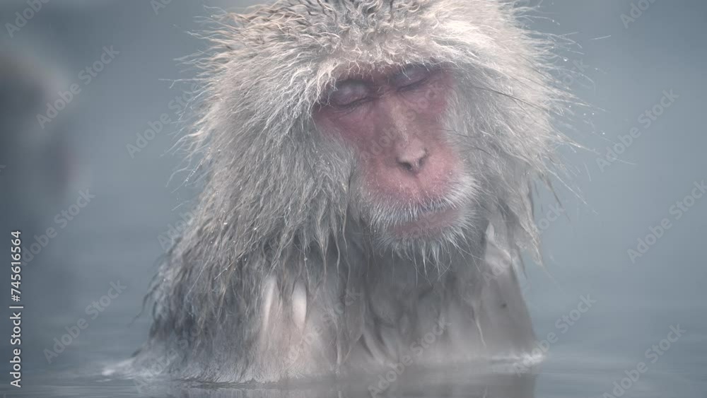 Snow Monkeys Relaxing In A Hot Spring At Jigokudani Monkey Park In