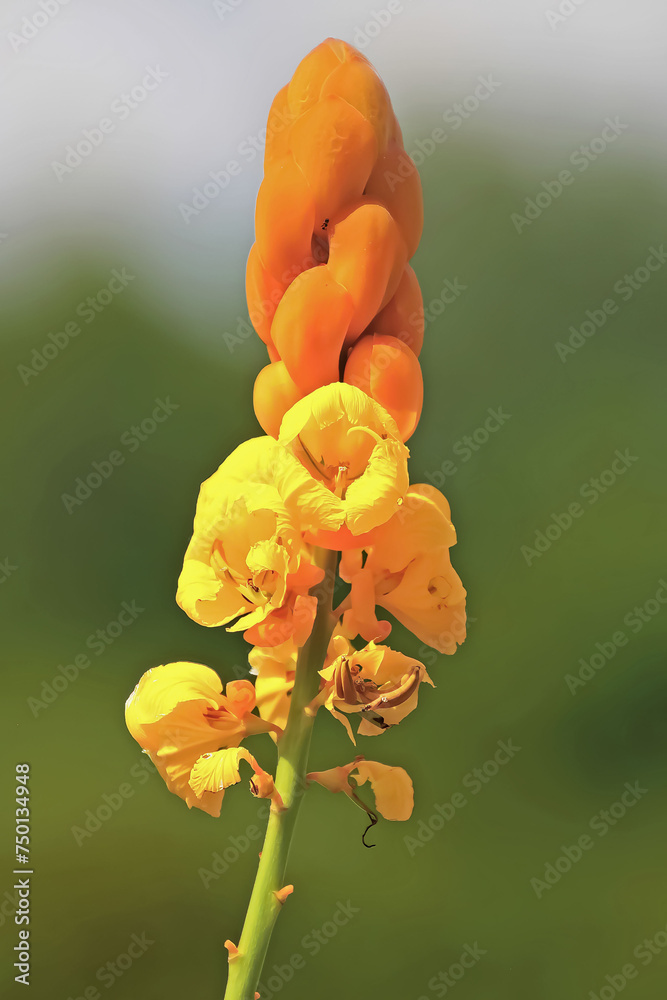 Close Up Of Senna Alata A Medicinal Tree Also Known As Emperor S