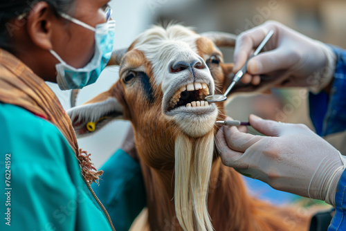 A goat is being treated by a veterinarian. The goat has a toothache. The veterinarian is wearing a mask and gloves to protect herself from germs. family dentist doing an oral exam on a goat