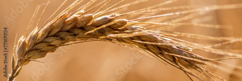   grain in field before crop
