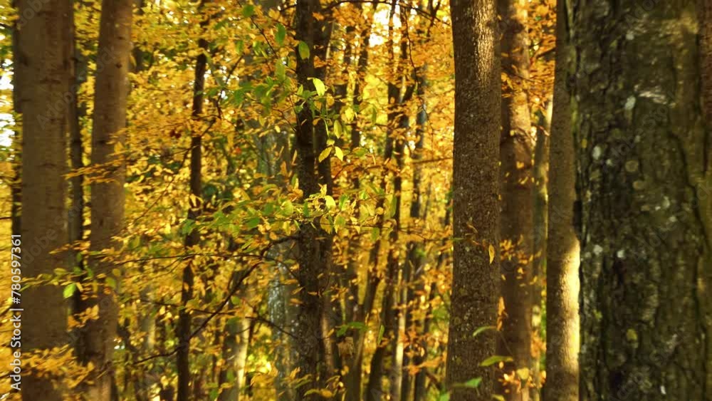 Ulmus Americana Generally Known As American Elm Or Less Commonly As