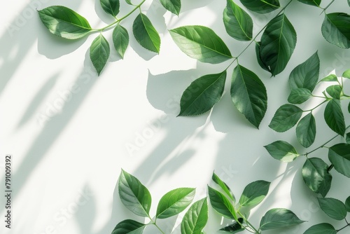 Green leaves growing on white wall
