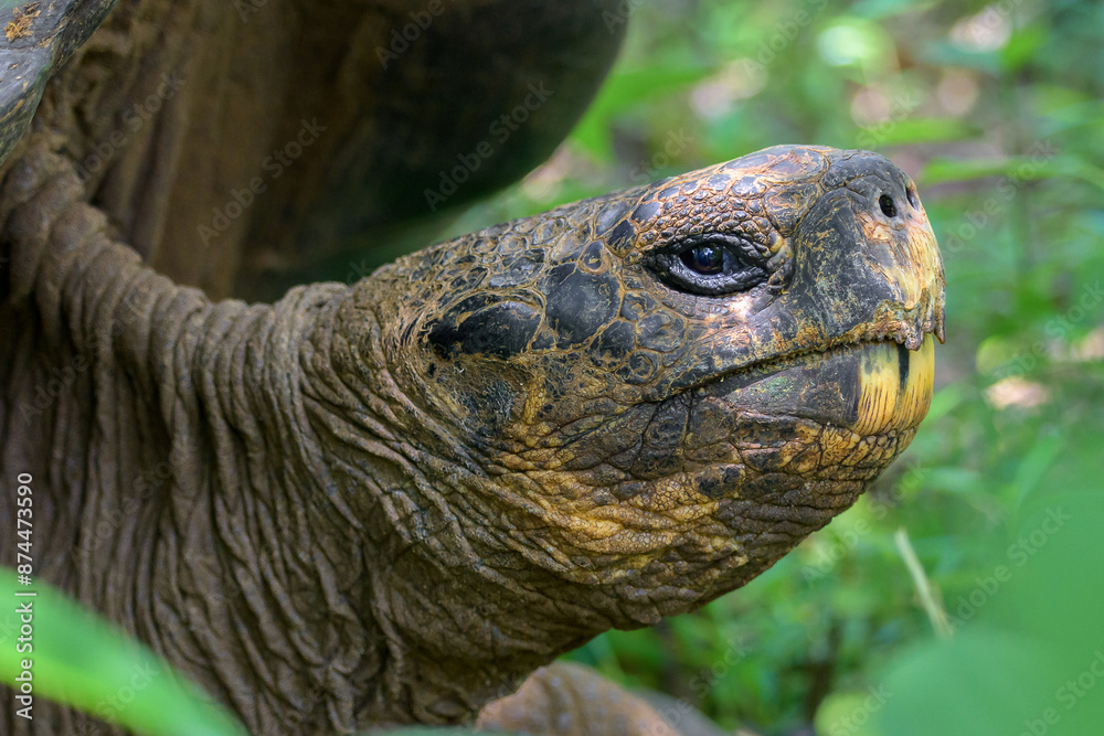 Tortuga gigante de galápagos Galapaguera de Cerro Colorado Isla San