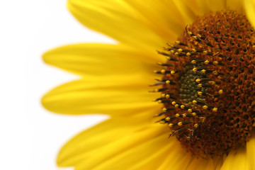 sunflower macro over white