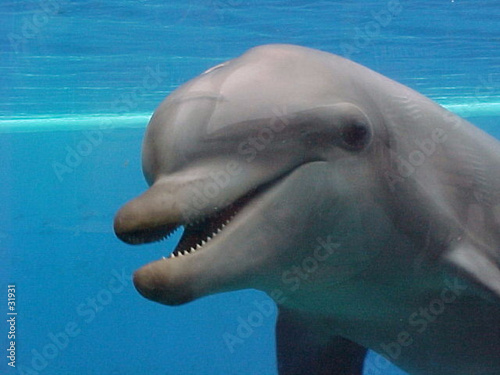 Plakat uśmiechnięty delfin