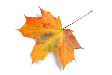 Wall Mural - leaf