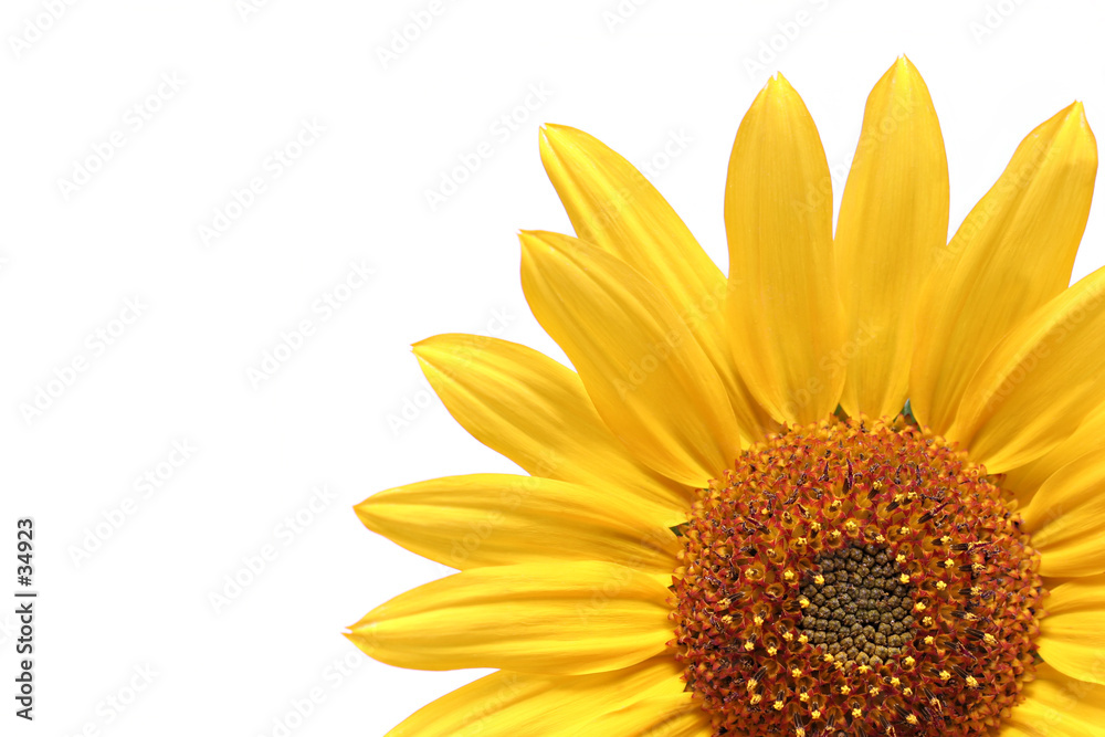 Foto-Plissee - sunflower over white