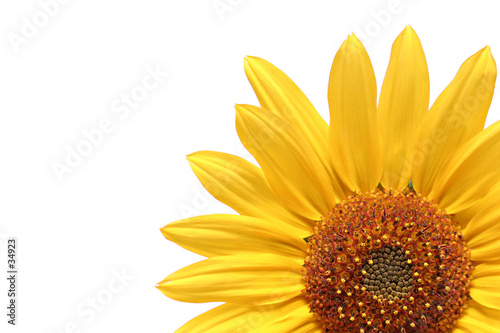 Jalousie-Rollo - sunflower over white (von Sascha Burkard)