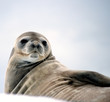 watchful seal