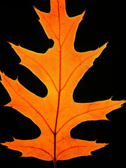 Sticker - autumn oak leaf