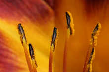 Lily Anthers Macro
