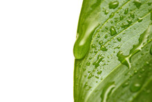 Water Droplets On Leaf
