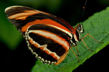 papillion amerindien