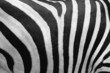 zebra hide