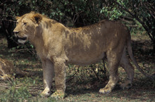 Lion Standing