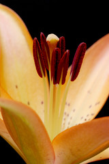 Wall Mural - lily macro over black