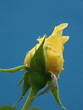 yellow rose over blue background