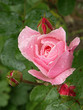 pink rose close-up