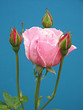 pink rose and buds