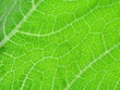 © Yurok Aleksandrovich - leaf of cymbling
